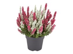 Kaksivärinen calluna 3 kpl