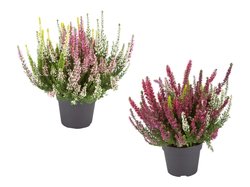 Kolmivärinen calluna 3 kpl