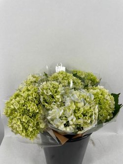 Hortensian oksa, 1 oksa, 45cm