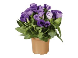 Eustoma