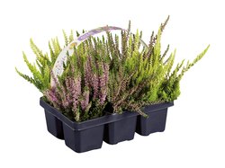 Kolmivärinen calluna 6-pack