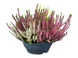 Nelivärinen jätticalluna